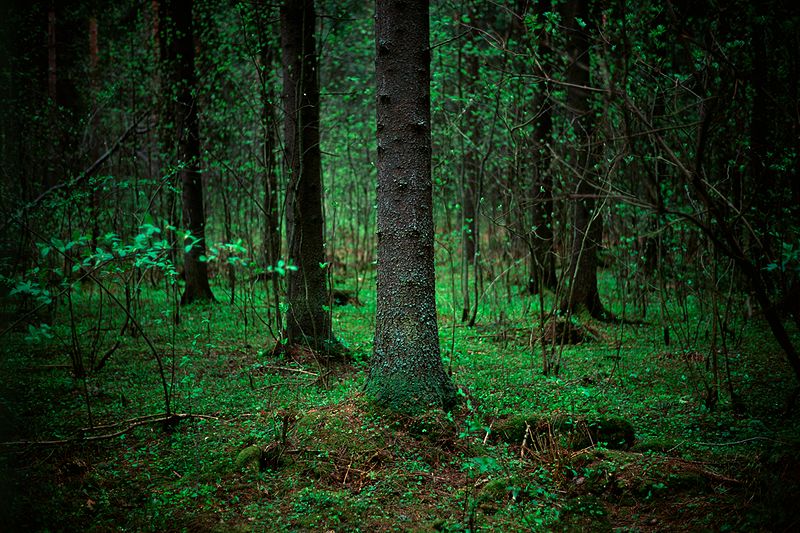 File:Kuopio forest.jpg