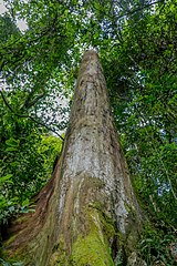 Un eucalyptus dans la Hifadhi ya Mazingira ya Msitu wa Bururi (sw). Juin 2022.