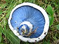 Category Lactarius Indigo Wikimedia Commons