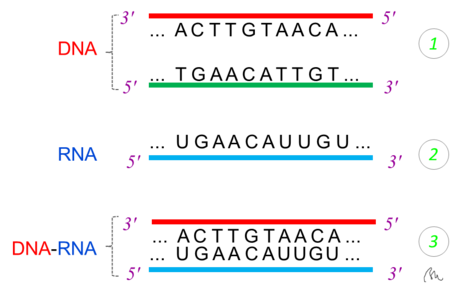 Lai acid nucleic