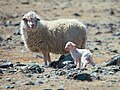 * Nomination Lamb born in May in the Elangash gorge in the Altai Mountains --Alexandr frolov 00:07, 8 March 2019 (UTC) * Decline  Oppose Not really sharp to me, CA --Podzemnik 15:53, 8 March 2019 (UTC)