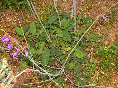 Lamiaceae - Salvia ringens.JPG