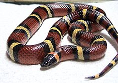 A Mexican milk snake (L. t. annulata) Lampropeltis triangulum annulata.jpg