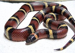 Mexican milk snake subspecies of reptile