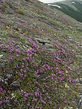 Vorschaubild für Lappland-Alpenrose