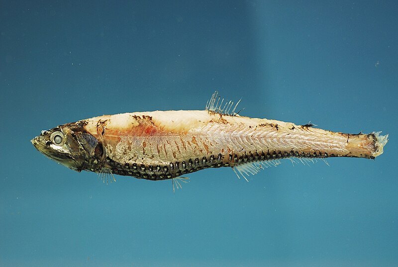 File:Large-scaled lanternfish (Neoscopelus macrolepidotus).jpg