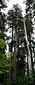 Ormanda Büyük "Douglas Cami" Ağacı