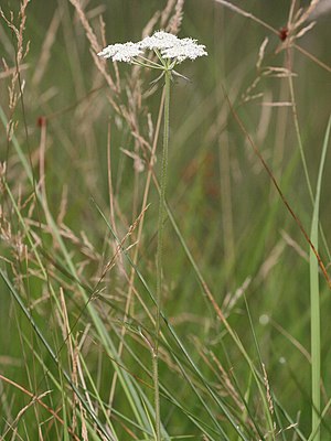 Prussian laser herb (Laserpitium prutenicum)