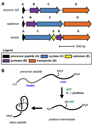 (A) Representative examples of lasso peptide biosynthetic gene clusters. Arrows depicting open reading frames are shown with lengths proportional to gene size, as indicated by the scale bar. Genes are color coded and labeled according to function. (B) General scheme of lasso peptide biosynthesis. Lasso-peptide-biosynthesis.png