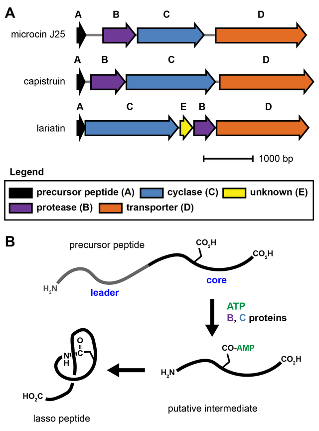 Lasso - Wikipedia