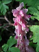 Lathraea squamaria Type species