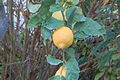 Lemon (Avidan-Gans) (2148490806).jpg