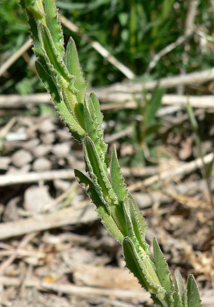 File:Lepidium campestre 7.jpg