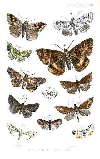 <i>Bamra albicola</i> Species of moth