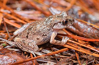 <i>Leptobrachella minima</i> Species of frog