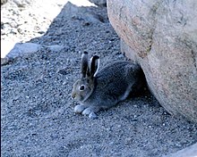 arctic hare diagram