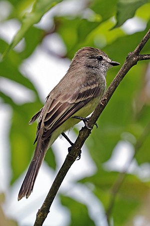 Lesser elaenia (Elaenia chiriquensis chiriquensis).jpg