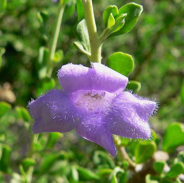 File:Leucophyllum laevigatum flower 2.jpg