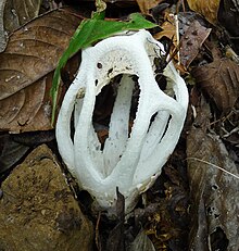 Ligiella rodrigueziana J.A. Sáenz (1980) - Phallaceae - Kosta Rika.jpg