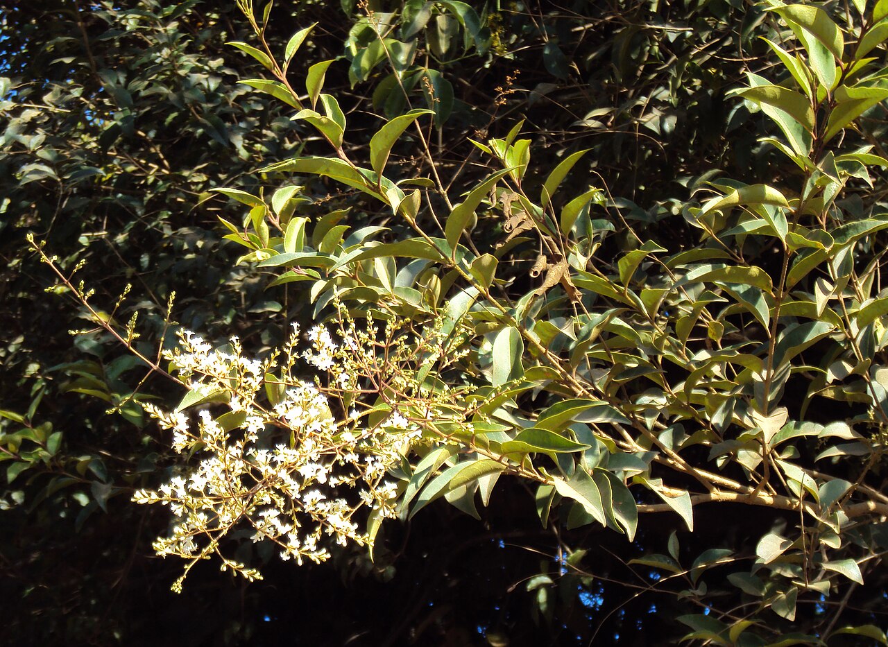 Ligustrum obtusifolium. 