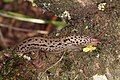 Limax maximus