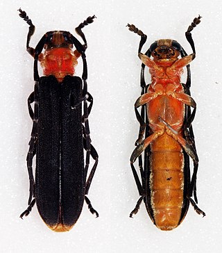 <i>Linda</i> (beetle) Genus of beetles