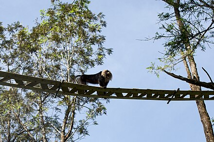 Lion-tailed macaque (Macaca silenus) on the canopy bridge in Annamalai Hills[69]