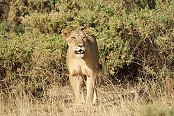 Lioness Samburu 2.jpg