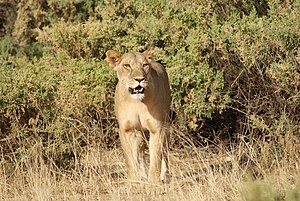 شیر جنوب‌غربی آفریقا