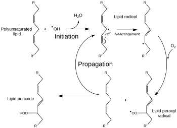 Chain reaction of lipid peroxidation. Clockwise: a polyunsaturated lipid molecule interacts with an external radical and becomes a lipid radical which is further oxidised to a lipid peroxyl radical. The lipid peroxyl radical interacts with another lipid molecule (its neighbour in the membrane) and converts it into a new lipid radical while itself becomes lipid peroxide. This circle continues without additional external radicals present, destroying a large number of lipid molecules in the membrane. Lipid Peroxidation Pathway.svg