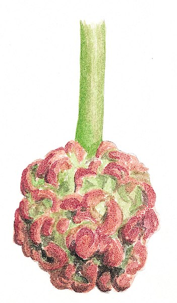 File:Liquidambar orientalis flower illustration.jpg