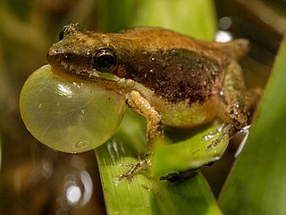 Javelin frog species of amphibian