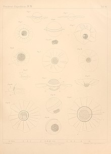 Lohmann 1904, plate 6 Pterosperma.jpg