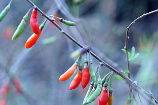 <i>Lycium chinense</i> species of plant