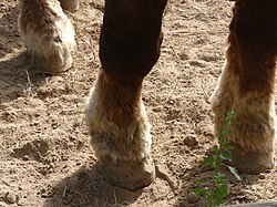 Foot of a draft horse Lymphoedeme chronique progressif chez un etalon breton de 12 ans (2).jpg