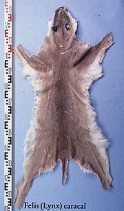 Miniatuur voor Bestand:Lynx caracal (carakal) fur skin.jpg