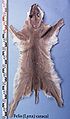 Lynx caracal (carakal) fur skin.jpg