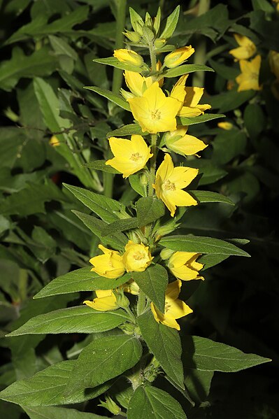 File:Lysimachia punctata L. (49266015152).jpg