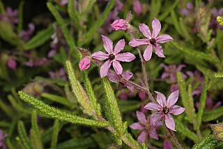 <i>Lysiosepalum abollatum</i> Species of flowering plant