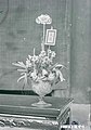 A flower pot named "Văn Long" (文龍) during Tết nguyên đán in Hanoi, Tonkin, French Indo-China (1920's).