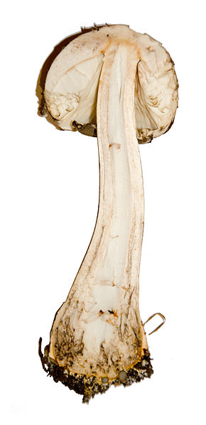 File:Macrolepiota procera 9169.jpg