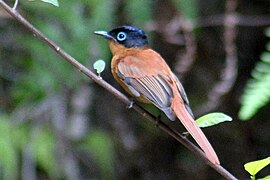 Madagaskarparadijsmonarch (Terpsiphone mutata)