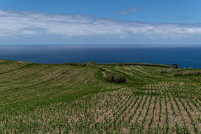 Maize field with the sea in the background, São Miguel Island, Azores, Portugal