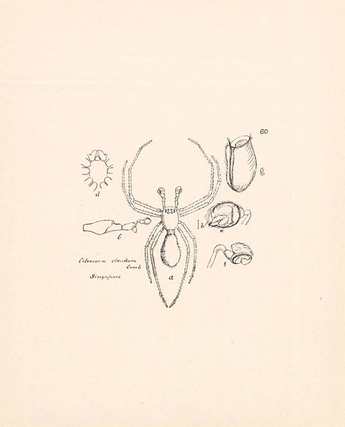 File:Malaysian spiders BHL47295779.jpg