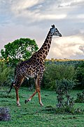 Male Maasai Giraffe.jpg