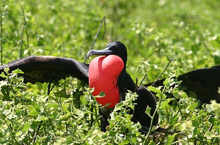 Birds wiki. Великолепный Фрегат Галапагосские острова. Фрегат птица. Большой Фрегат птица. Черная птица с красным зобом.