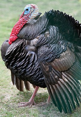 Male wild turkey (Meleagris gallopavo) on a farm in Varadero, Cuba