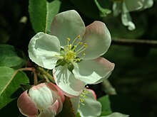 Malus mandshurica 16. 04. 2019 0638.jpg