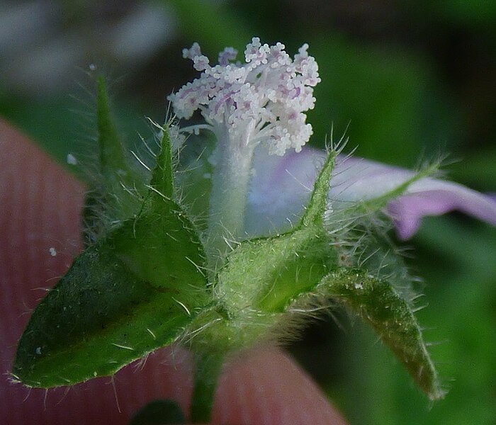 File:Malva multiflora in Antalya by David Merrick 18.jpg