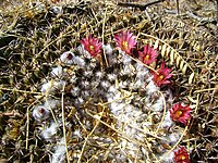 Mammillaria pettersonii (5723203502).jpg